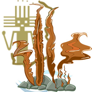 Algas Pardas Región de Tarapacá